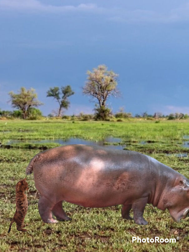 Hippo Hind View