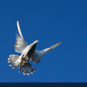 frederickdennington avatar