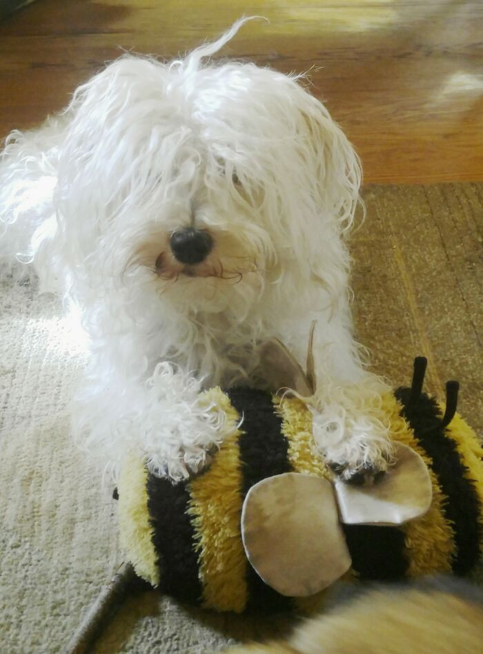 Herb And His Bee