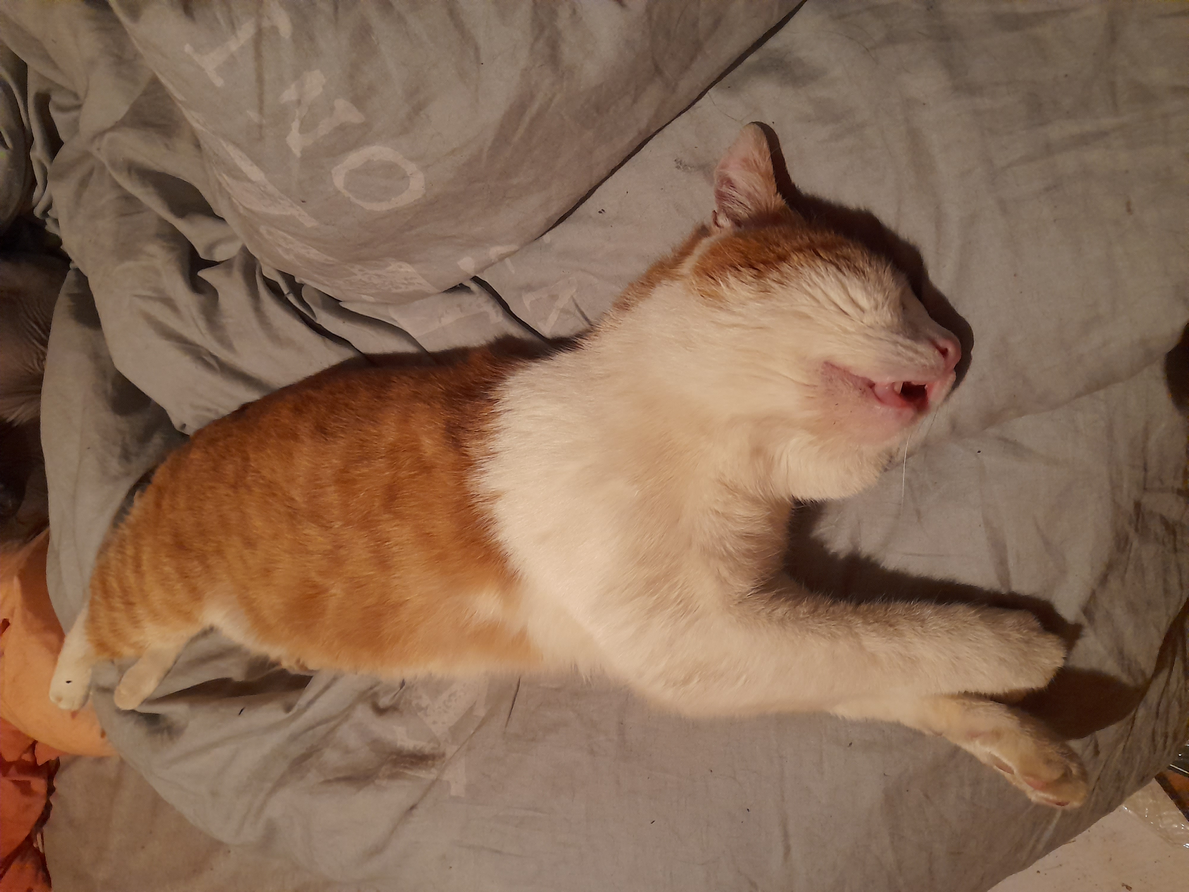 Hey Pandas, Post Images When Your Pet Nearly Gave You Heart Attack