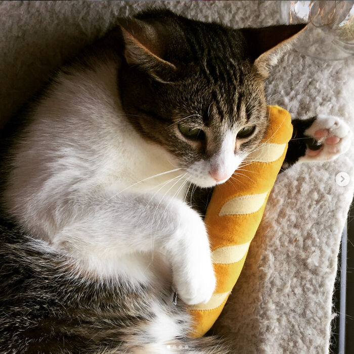 Milo And His Baguette