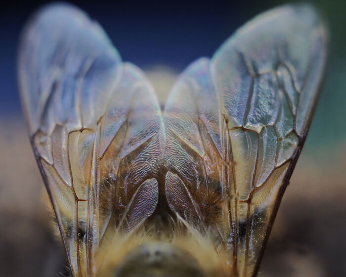 Close-up of insect wings showing intricate patterns and light refraction in a nature photo capturing light delicately.