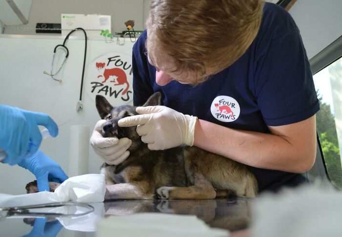 In The Face Of Great Danger, We Are Running An Urgent Appeal To Anyone Interested In Assisting These Animals Across Ukraine In The Face Of Great Danger, We Are Running An Urgent Appeal To Anyone Interested In Assisting These Animals Across Ukraine