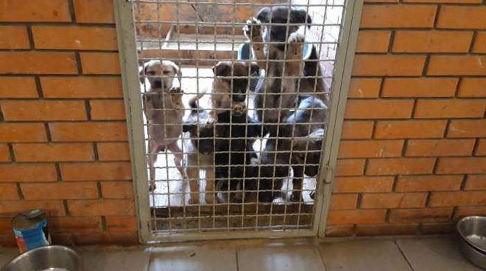 In The Face Of Great Danger, We Are Running An Urgent Appeal To Anyone Interested In Assisting These Animals Across Ukraine In The Face Of Great Danger, We Are Running An Urgent Appeal To Anyone Interested In Assisting These Animals Across Ukraine