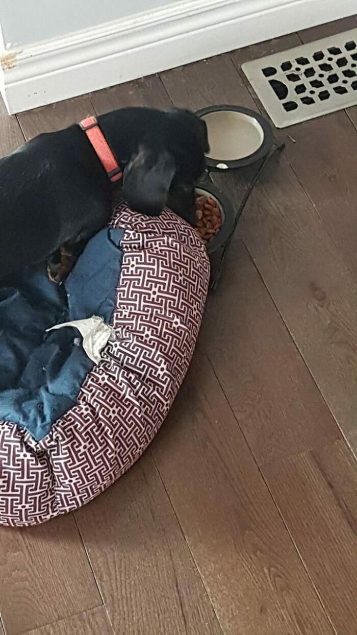 My Dachshund Moved Her Bed To Her Bowl, She Has Life Figured Out.