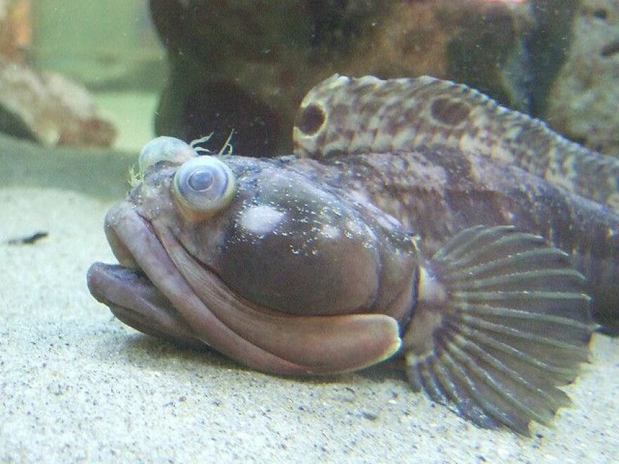 Say Hello To The Underwater Equivalent Of The Predator, The Sarcastic Fringehead. Say Hello To The Underwater Equivalent Of The Predator, The Sarcastic Fringehead.