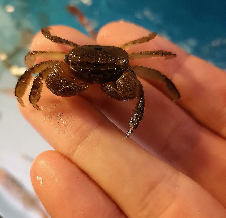Say Hello To The Underwater Equivalent Of The Predator, The Sarcastic Fringehead. Say Hello To The Underwater Equivalent Of The Predator, The Sarcastic Fringehead.