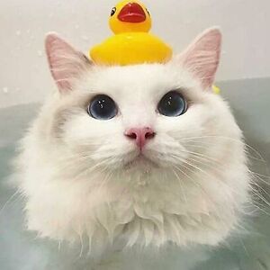 jordansorensen avatar