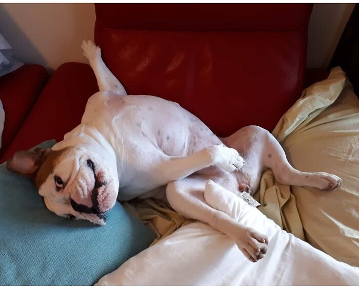 Looks Comfortable. Our Bully Sushi At Her Best
