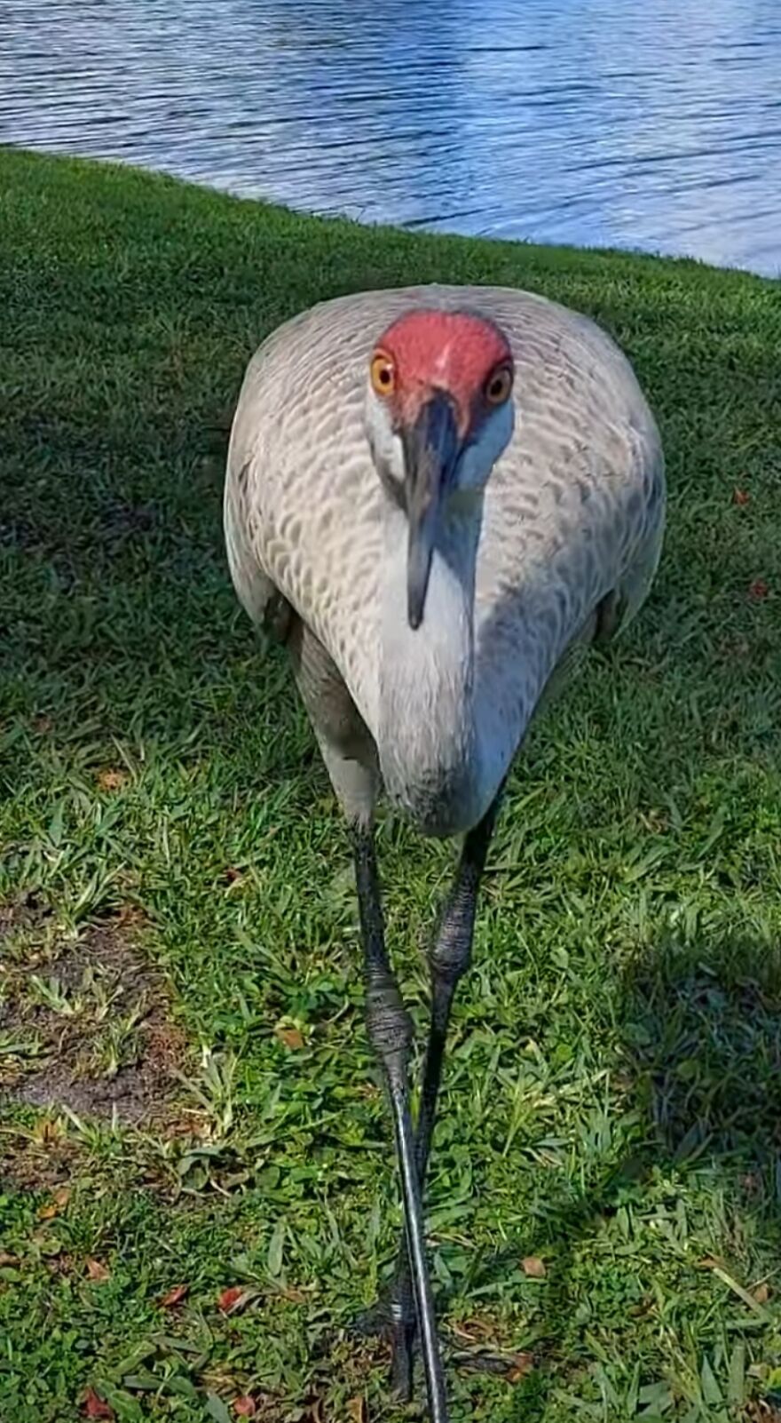 Sandhill Crane In My Face