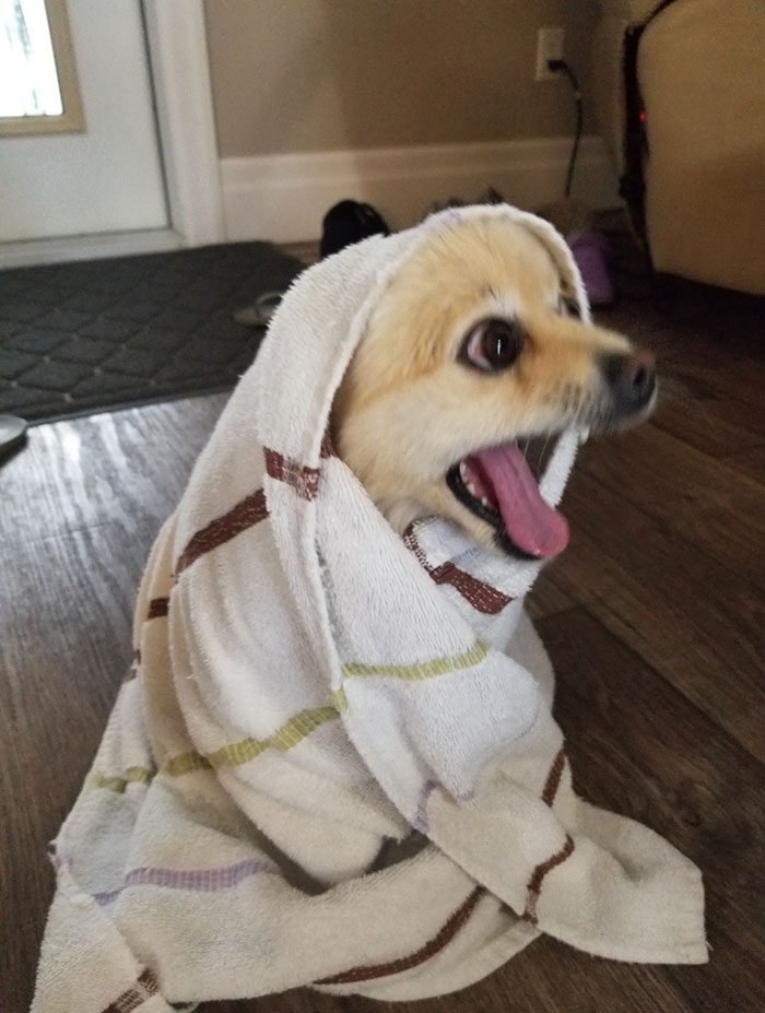 Mi perro después de un baño