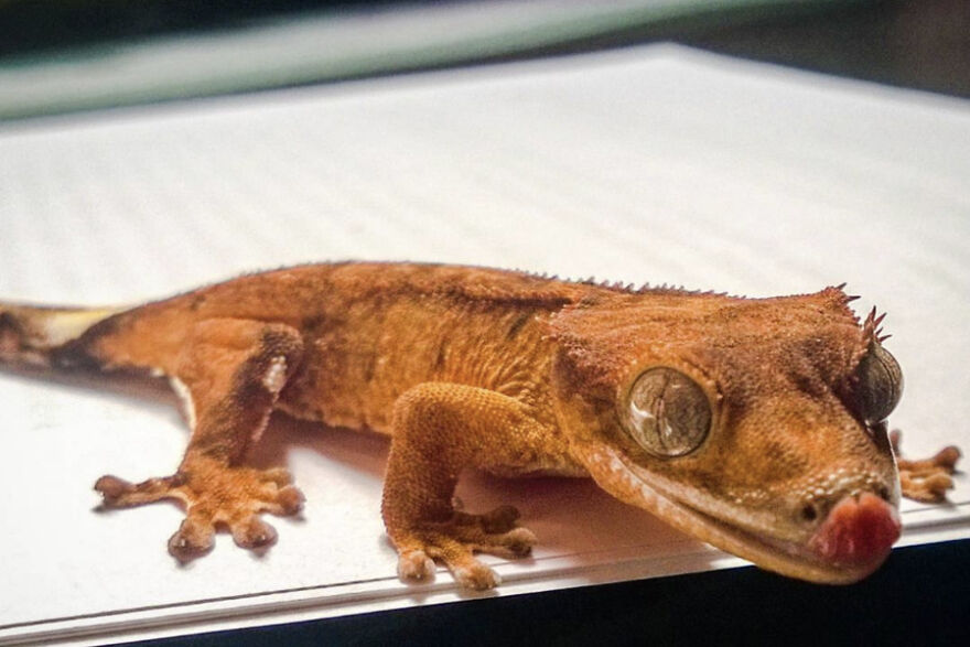 This Is My Max, All Fired Up. She's The Most Tame Of My 6 Crested Geckos Who Are All Over 8 Now. They Are Amazing Pets.