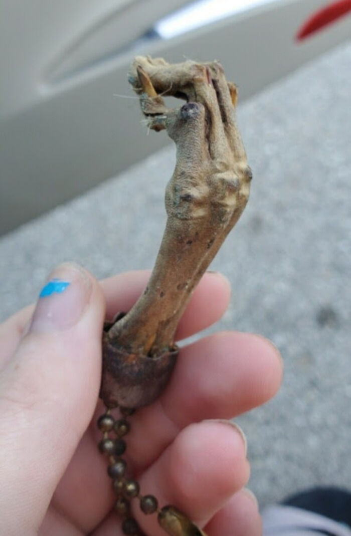 Mummified Rabbit's Foot From My Childhood. My Daughter And My BF Insist On Stealing It From Each Other. I'm Freaked Out By It. It Used To Be Blue, Btw
