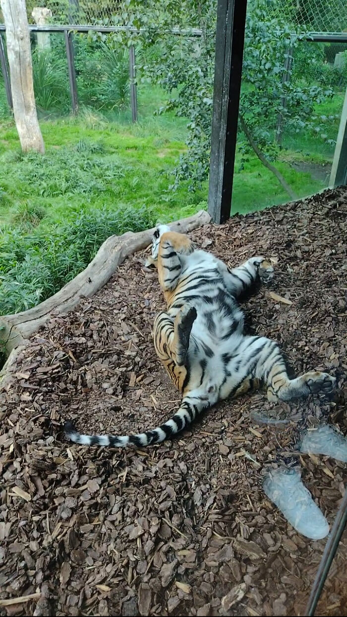 "Monday Mood" By The London Zoo Tiger