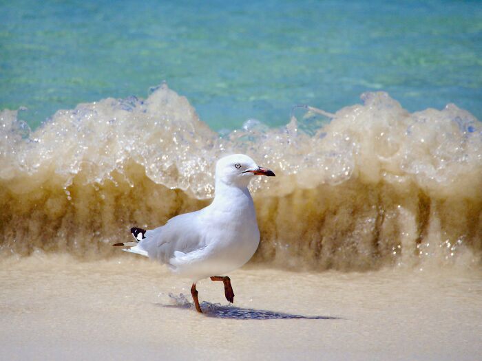 Seagull walking on sandy beach with waves in the background, capturing light in a nature photo by a photographer.