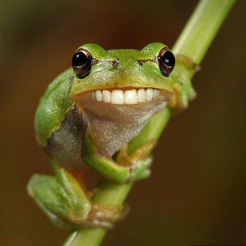 Smiling-Frog-clean-62437a27887f7.jpg