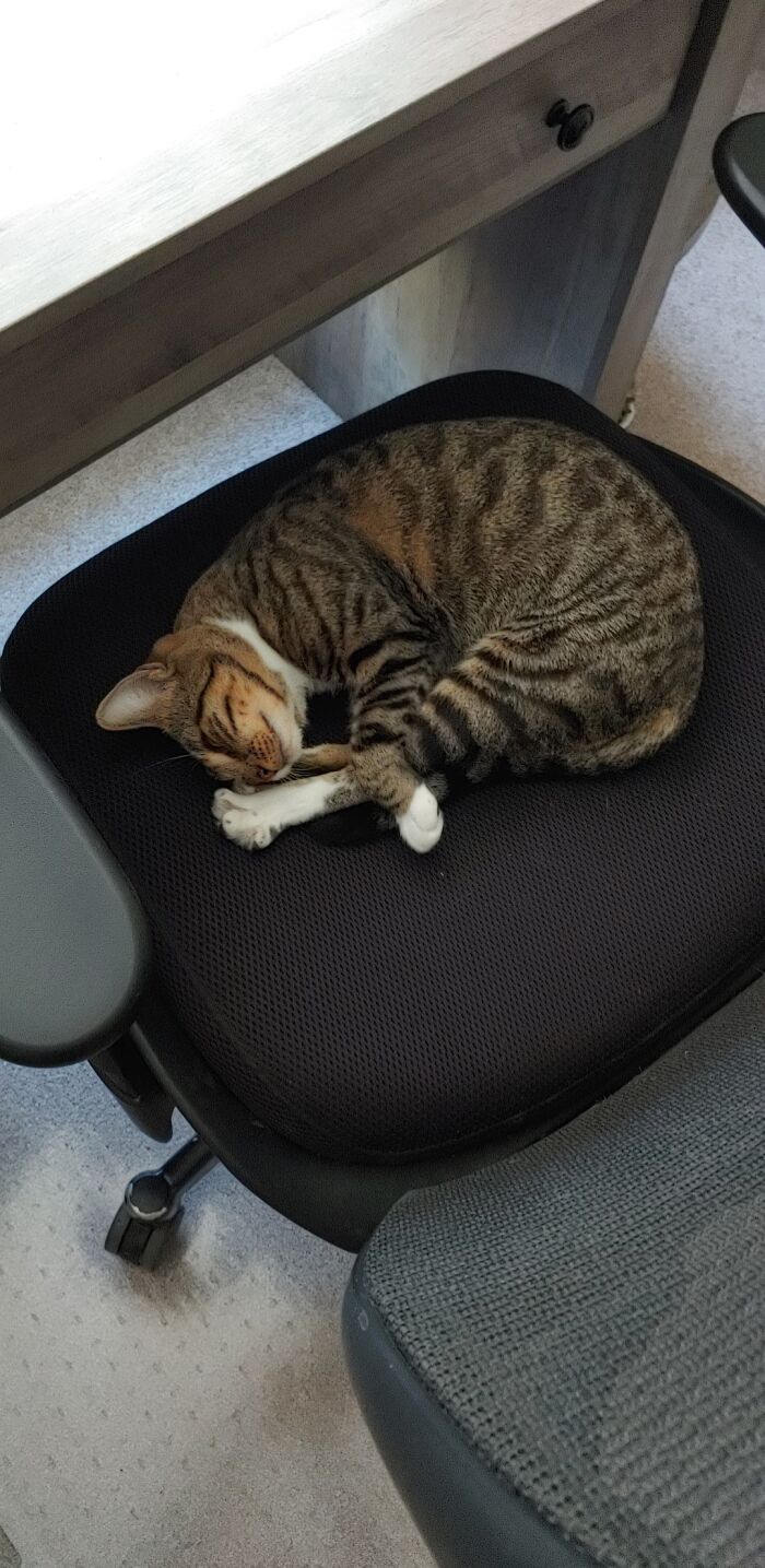 Mittens Adopted Us Two Months Ago, And I Haven't Been Able To Use My Work Chair Since. Worth It!