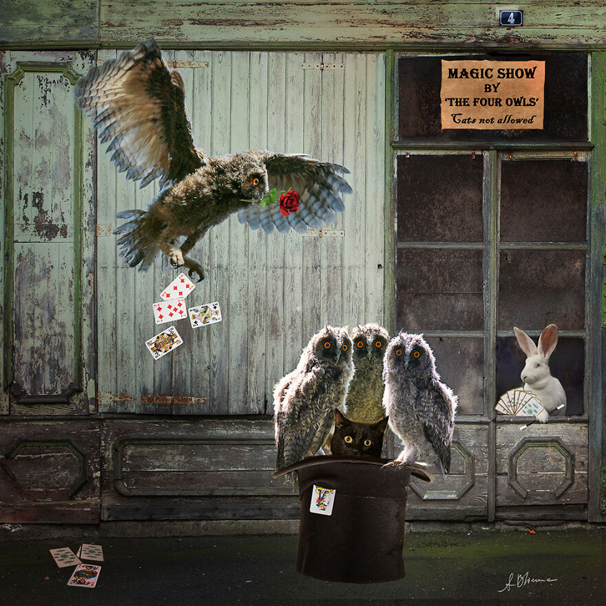 The Magic Show (No Cats Allowed)