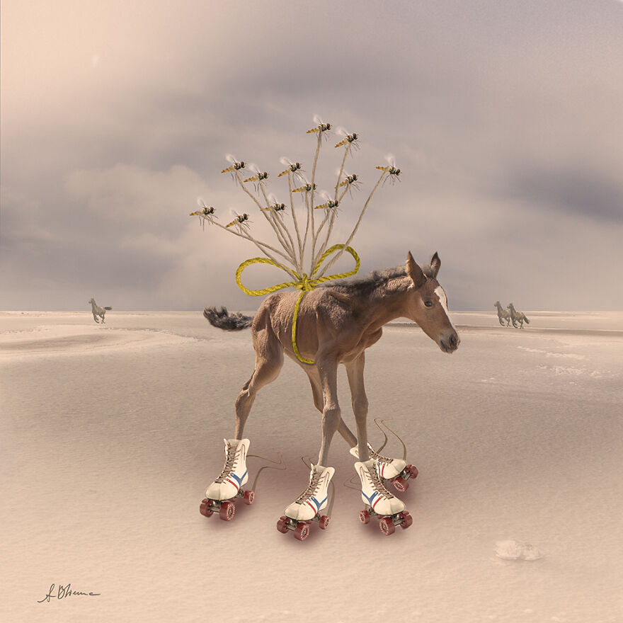 The Hoverfly Squat And The Skating Foal