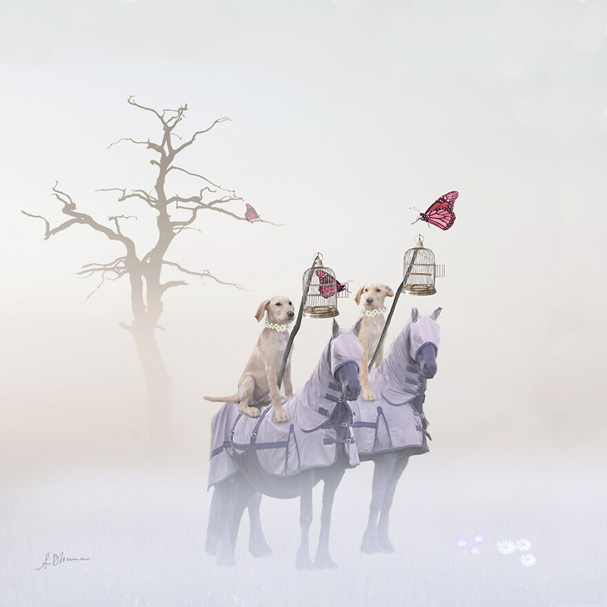 Bringing The Butterflies Home