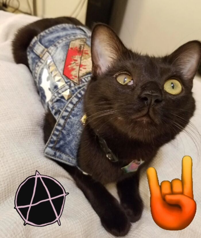 Tarantula Squid Is America's Number One Kitty (4 Pics) Tarantula Squid Is America's Number One Kitty (4 Pics)