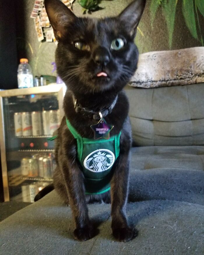 Tarantula Squid Is America's Number One Kitty (4 Pics) Tarantula Squid Is America's Number One Kitty (4 Pics)