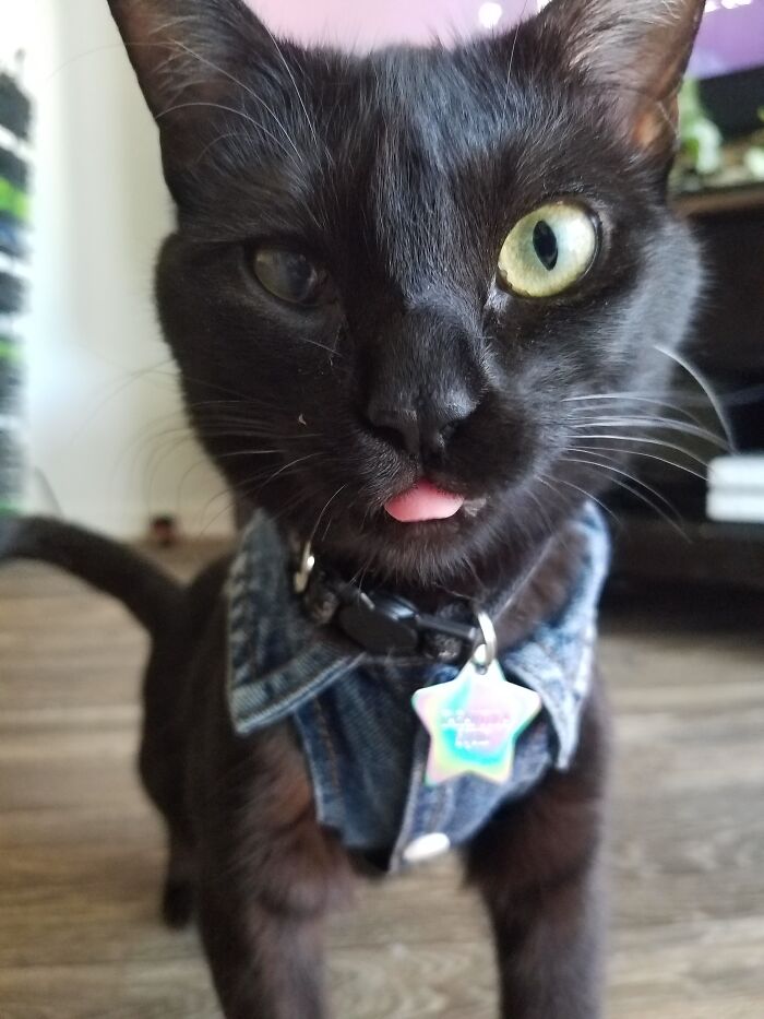 Tarantula Squid Is America's Number One Kitty (4 Pics) Tarantula Squid Is America's Number One Kitty (4 Pics)