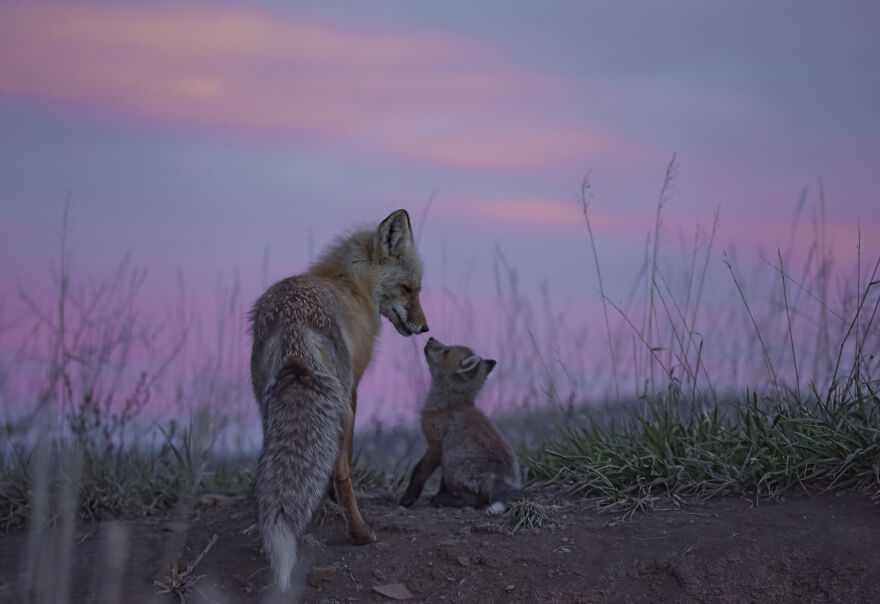 Cuteness Alert: The Spring I Observed A Red Fox Den (16 Pics) Cuteness Alert: The Spring I Observed A Red Fox Den (16 Pics)