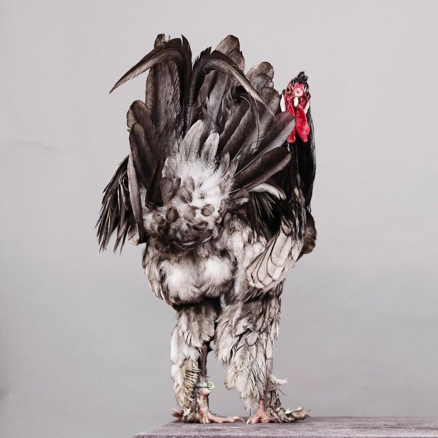 This Photographer Turns Roosters And Hens Into Professional Models (15 Pics)