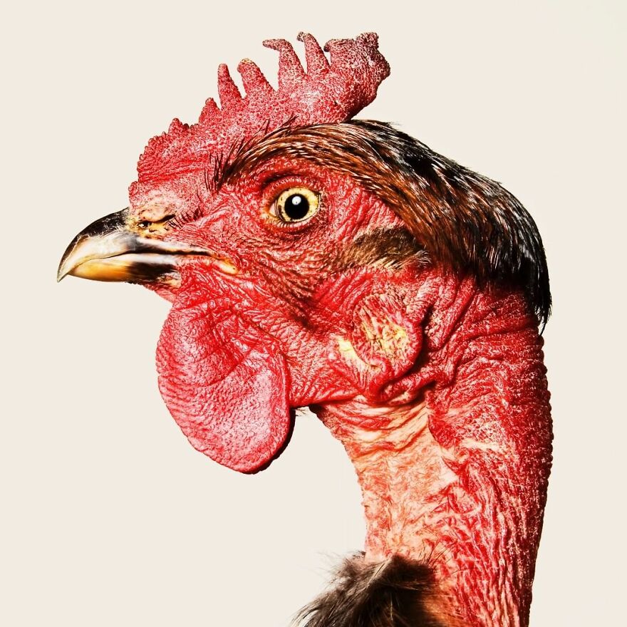 This Photographer Turns Roosters And Hens Into Professional Models (15 Pics)