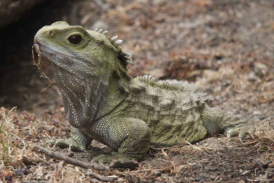 This Is A Tuatara. There Are Only Two Species Left And They've Been Around For 200 Million Years. They Are Not Lizards, But An Entire Order With Just Two Animals.