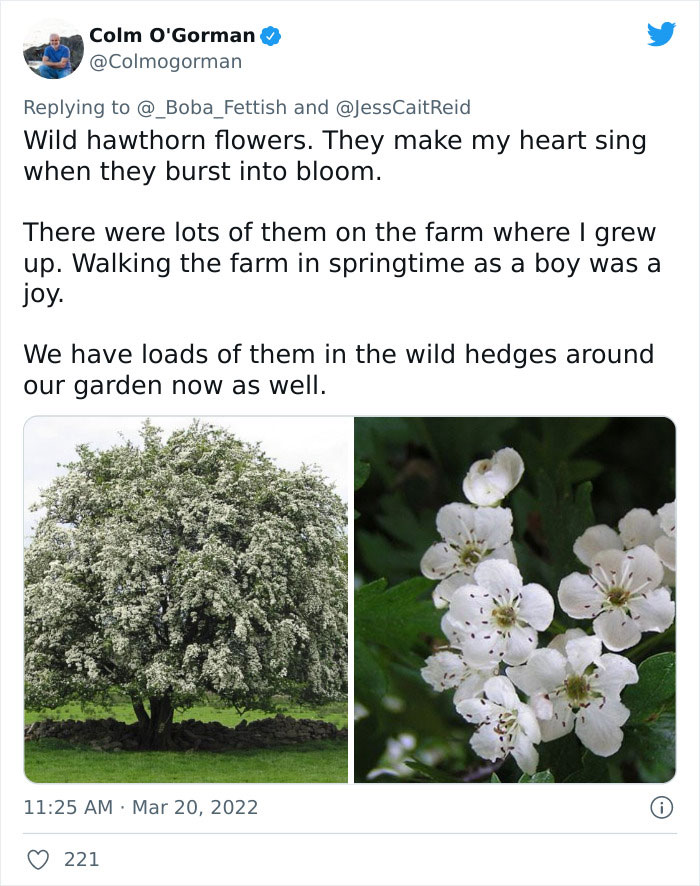 Wild Hawthorn Flowers
