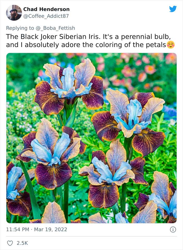 The Black Joker Siberian Iris