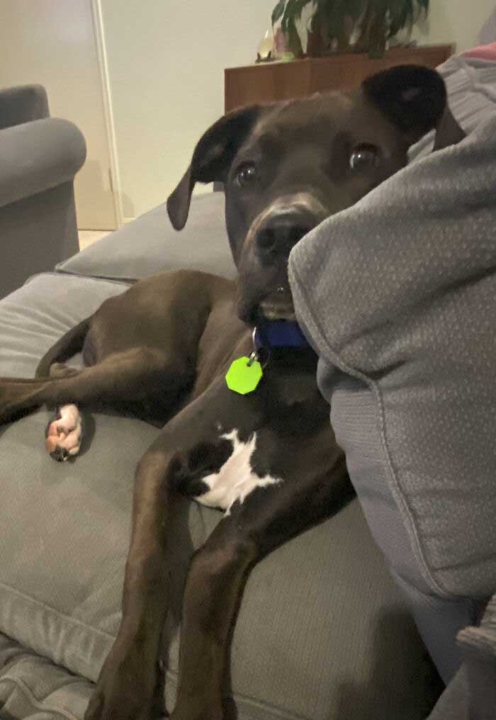 This Is Rollie He’s A American Staffy Neo Mastiff