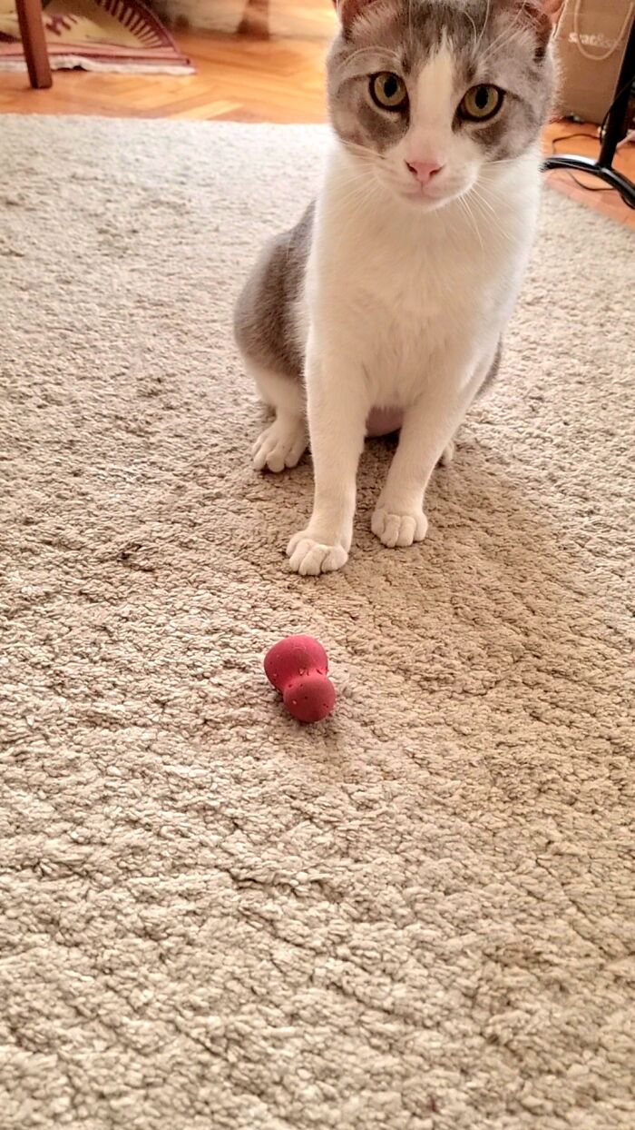 Worn Out Beauty Blender. His Favorite Toy Ever.r
