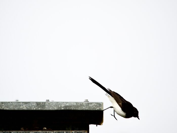 Bird in mid-flight off a rooftop edge, showcasing nature photography capturing light and motion with contrast.