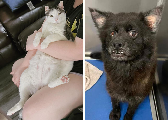 40 Fotos de mascotas rescatadas este mes de Febrero que te alegrarán el día