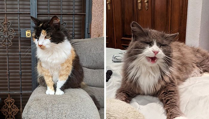 35 AITA Posts That Are Funny Because They Are Written From A Cat’s Perspective, Shared In This Twitter Thread