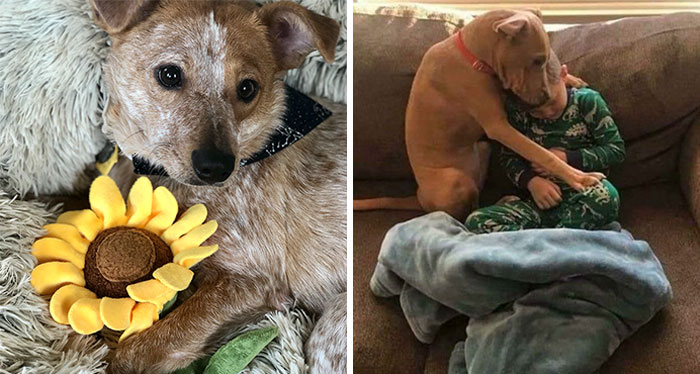 40 Soul-Healing Rescue Pet Pics To Make You Smile (March Edition)