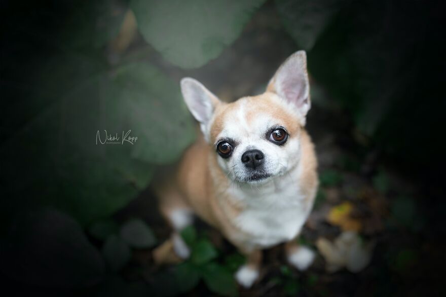 25 Of The Best Dog Photos I’ve Ever Taken - Nikol Kopp