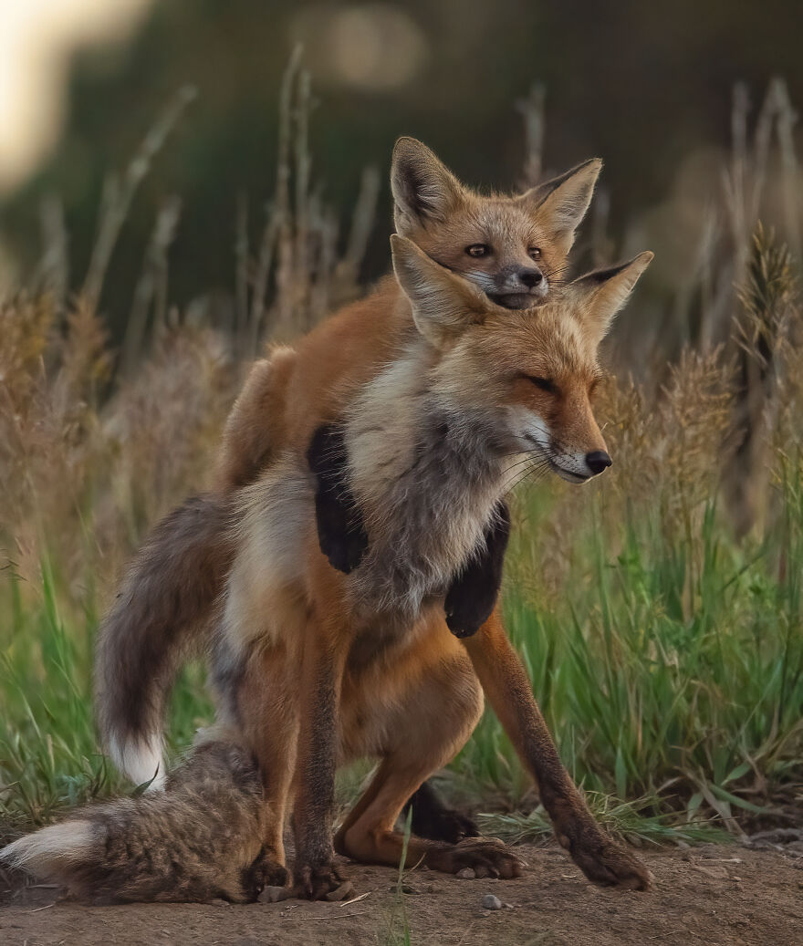 Cuteness Alert: The Spring I Observed A Red Fox Den (16 Pics) Cuteness Alert: The Spring I Observed A Red Fox Den (16 Pics)