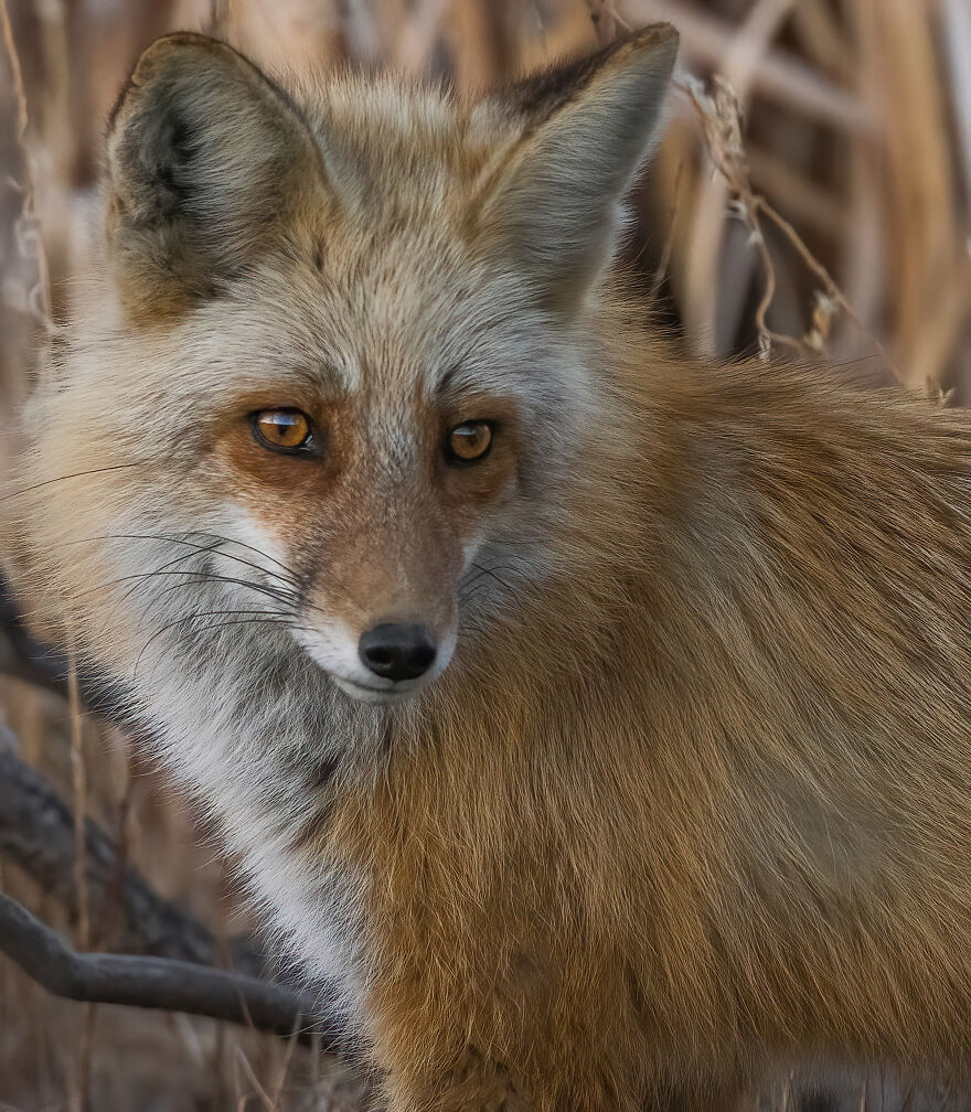 Cuteness Alert: The Spring I Observed A Red Fox Den (16 Pics)