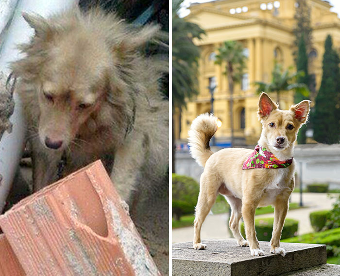 Artist Captured 17 Incredible Transformations Of Neglected Animals After They Were Adopted And This Might Warm Your Heart