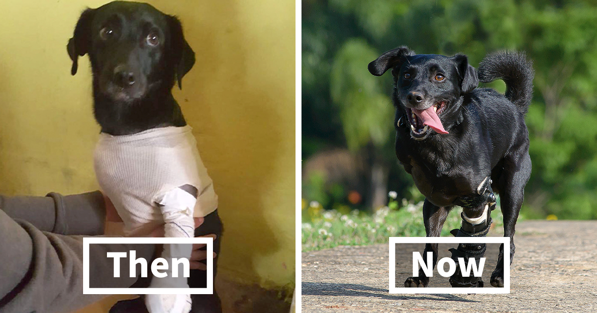 Artist Captured 17 Incredible Transformations Of Neglected Animals ...