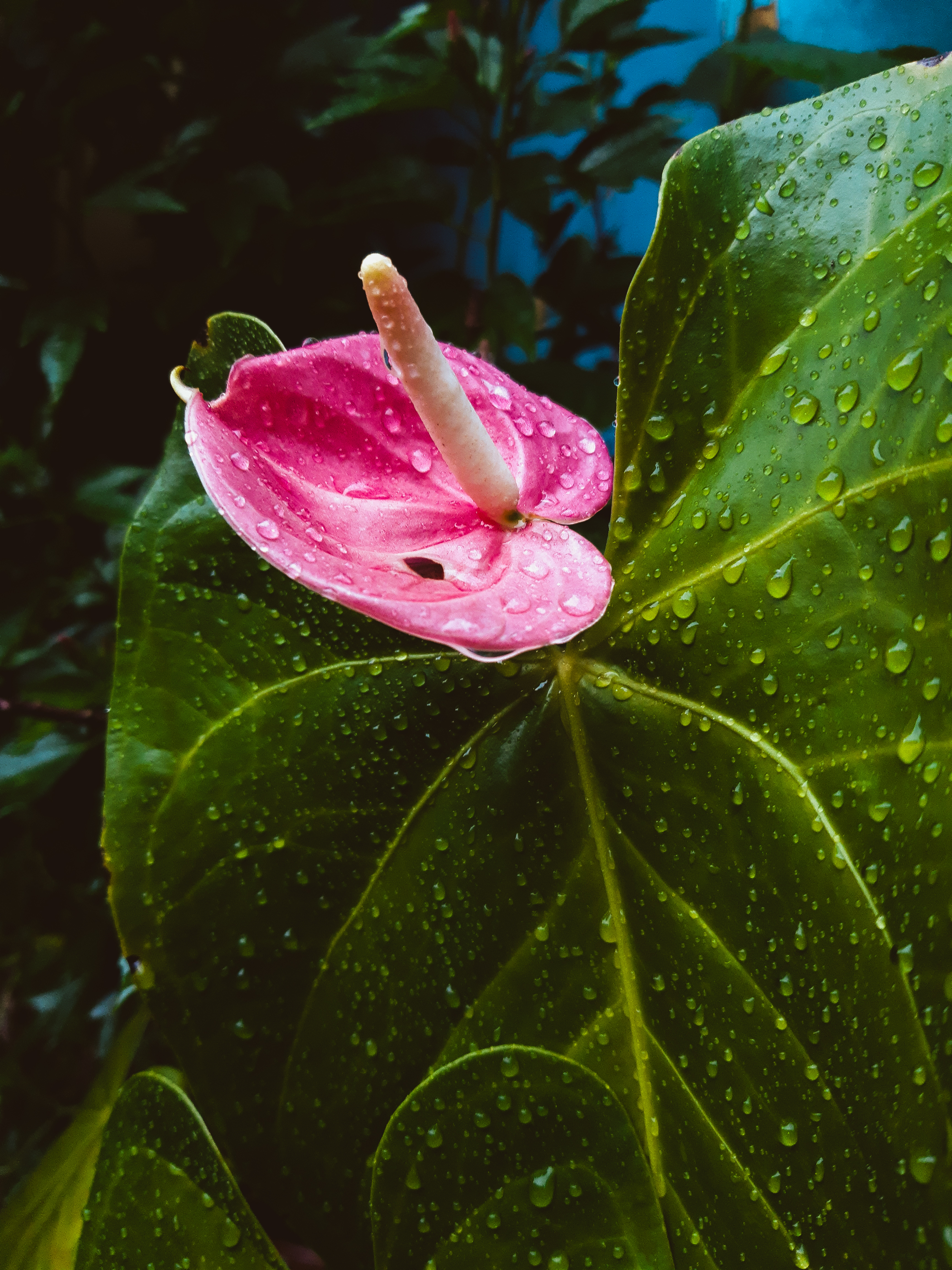 Hey Pandas, Show Me The Favorite/Best Flowering Or Non-Flowering Plant You’ve Got