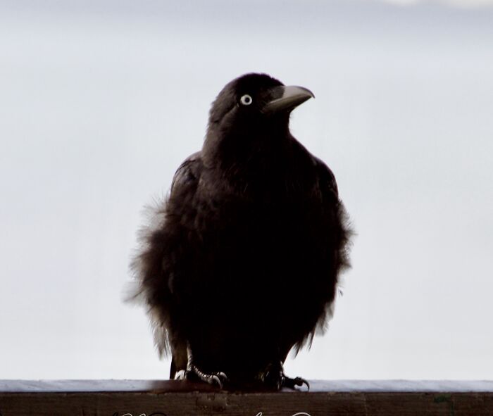 Black bird with ruffled feathers perched on a wooden ledge, capturing light in a nature photo by a photographer facing vision loss.