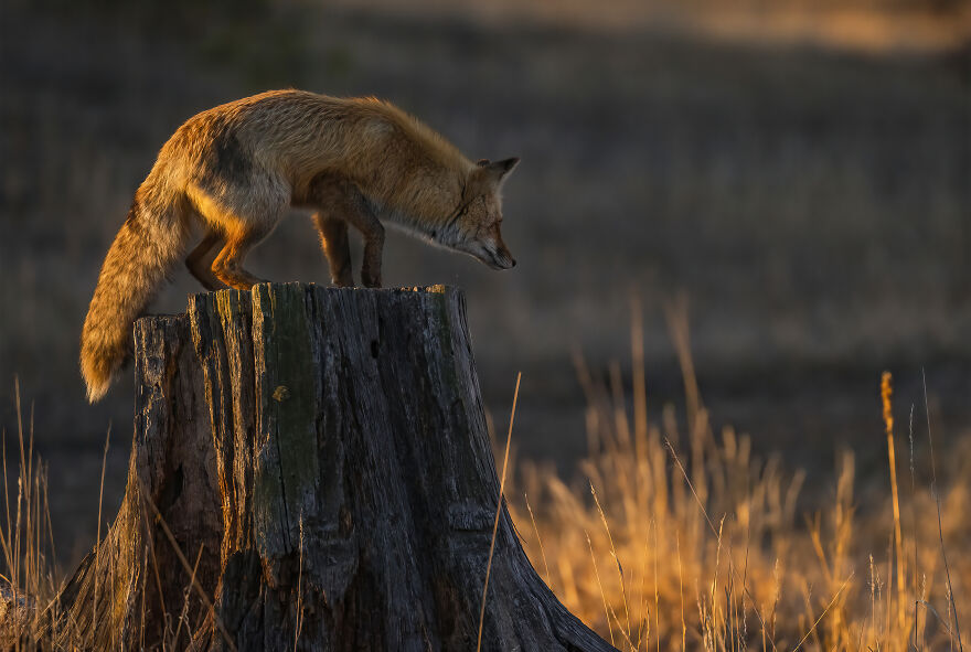 I Spotted A Red Fox Den And Followed The Journey Of Fox Kits And Their Dad (16 Pics)