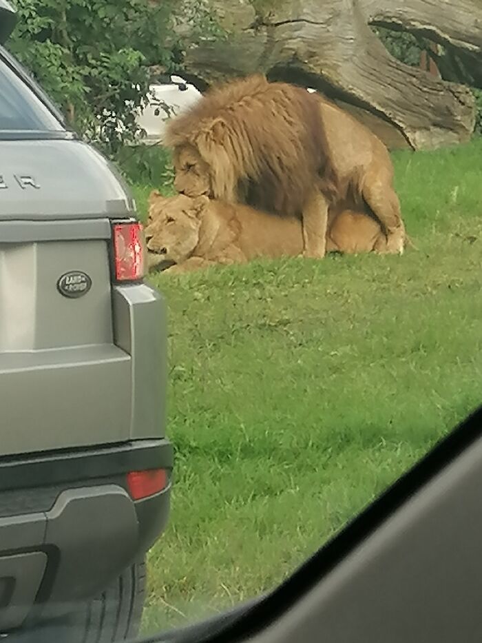 Took This At A Drive Through Safari. A Little Later, The Female Swatted The Male Round The Head