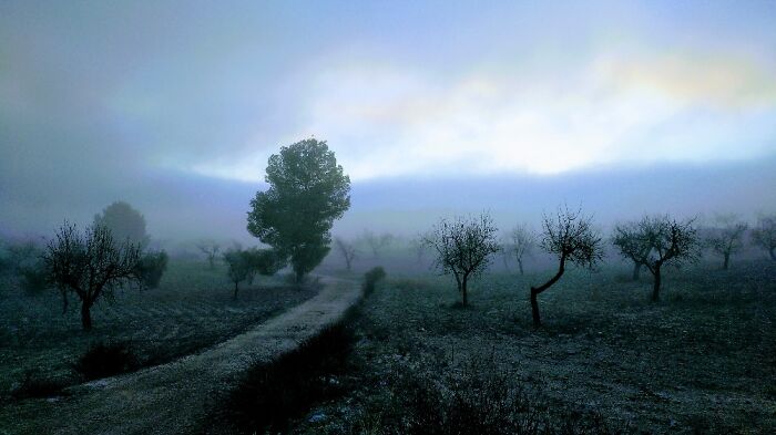 Foggy Sunrise In An Almond Tree Field. Southern Spain
