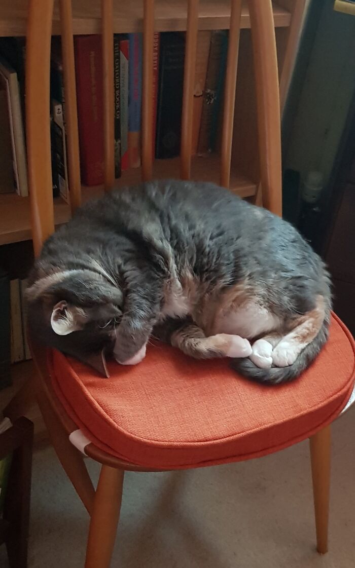 Sally Napping On Her Second Favourite Chair.
